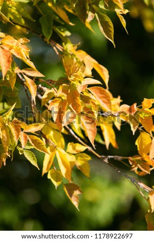 multi-colored autumn leaves on a tree landscape