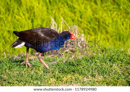 A brilliantly feathered  Purple swamp hen porphyria porphyria  standing in the green grass  after  preening itself in Big Swamp  Bunbury Western Australia  on a sunny winter  afternoon.