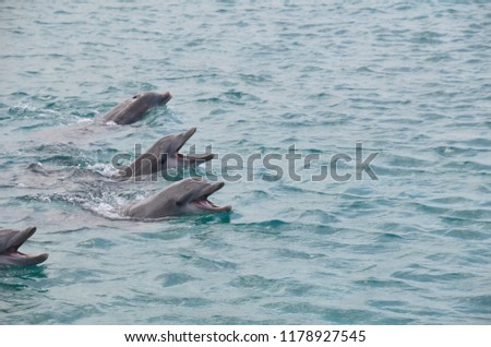 Happy dolphins' smile