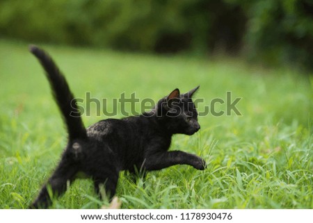 The several little cute cats playing on the green grass ground 