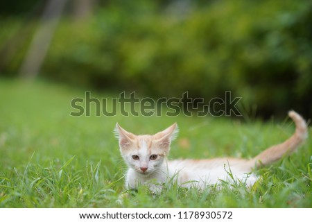 The several little cute cats playing on the green grass ground 