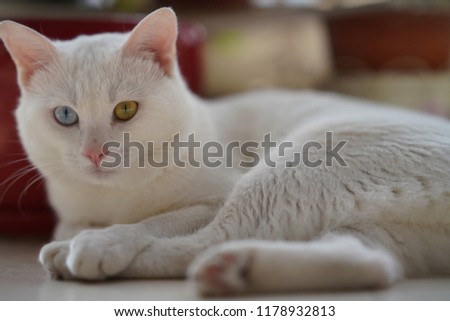 One cute white cat with the different color eyes