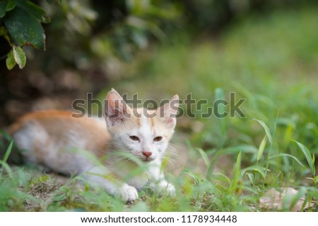 The little cute cat playing on the green grass land in the garden