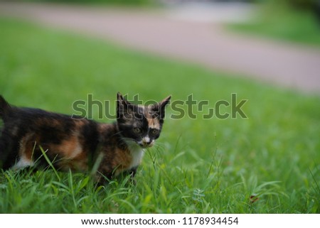 The little cute cat playing on the green grass land in the garden