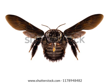 bee flying with blank background, isolated image of a bee in high resolution, macro photography of flying insect, flying insect isolated for photoshop