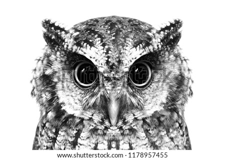 Photo of an Owl in macro photography, high resolution photo of owl cub. The bureaucratic owl, also called field-buckthorn, field owl, owl-owl, buck-owl, owl-owl, guede, urucura, urucurian and urucuriá