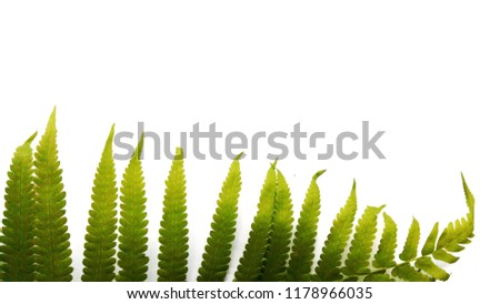 Fern green on a white background.
