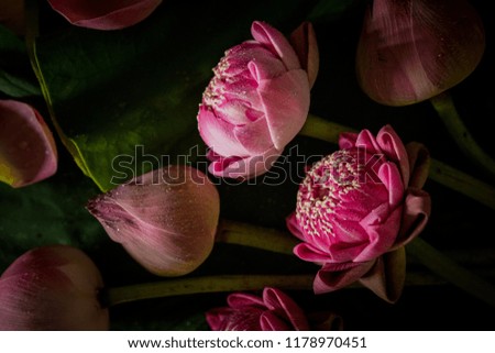 Pink Lotus flower background