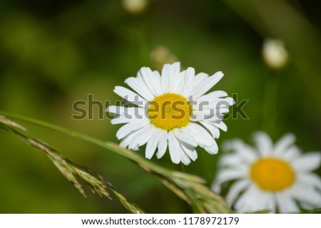 closeup of daisies