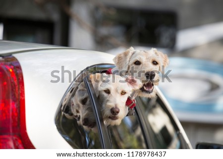West highland white terrier in the car