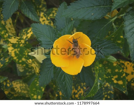 Bee with flower and leaves in garden
