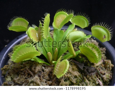 Venus flytrap In pot.