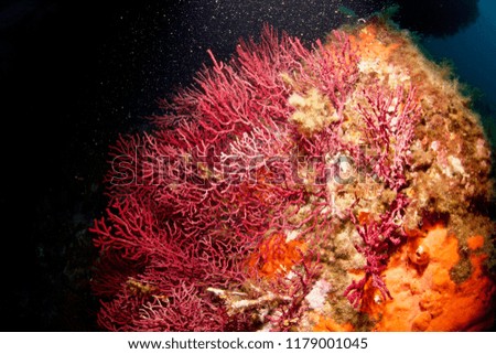 Very big red coral