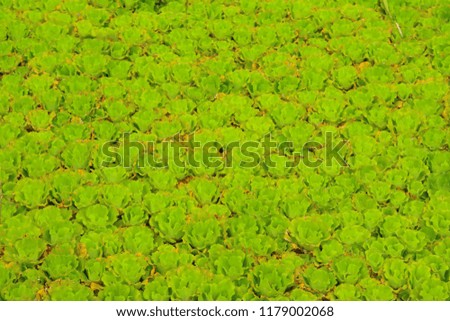 Water lettuce used for wastewater treatment