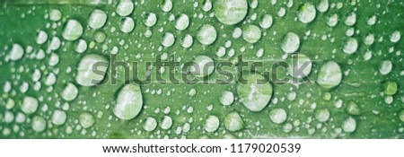 Green background with the texture of water droplets on the grass