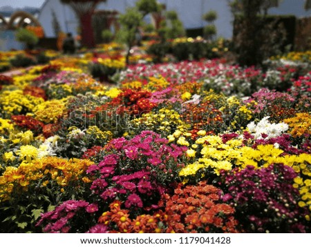 various species of chrysanthemum flowers planted and grows.