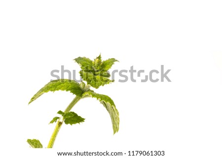 Organic Apple Mint Leaves isoalted on white Background