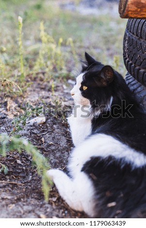 Beautiful black and white cat lies on a rural yard near the old tires.