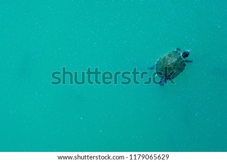 Swimming Turtle in a Blue Water Surface. Top View. Empty Space Background.