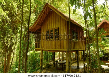 Tree house in the jungle.