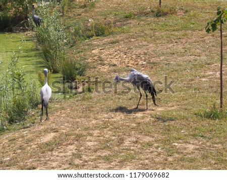 Photography that is showing a blue crane (scientific name: Grus paradisea) 