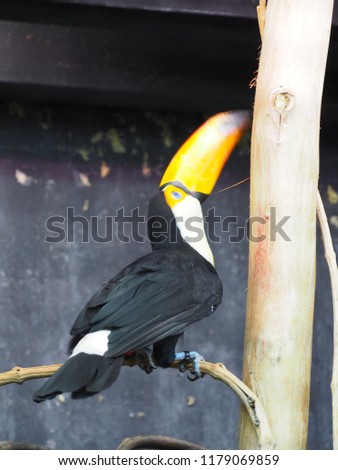 Photography of a toco toucan (scientific name: Ramphastos toco) on a tree branch