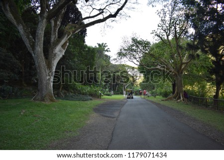 Into the forest road in Hawaii islands