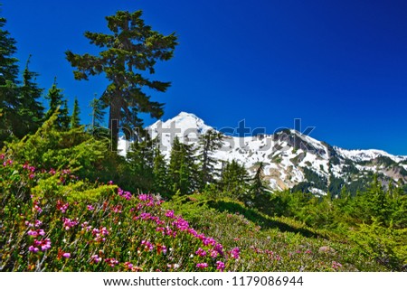Mount Baker from Ptarmigan Ridge, Whatcom County, Washington, U.S. North Cascades National Park