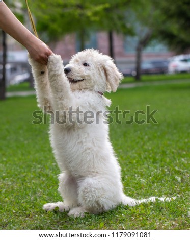 Komondor Dog, Hungarian Shepherd dog in the summer on the street for a walk