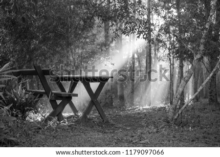 bench in the morning light atPeterson Creek near Yungaburra, 22
