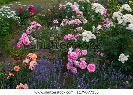 lavender and roses in garden