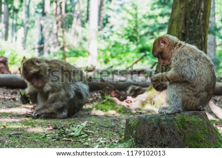 The Barbary macaque or magot at the monkey mountain in kintzheimen alsace, france Royalty-Free Stock Photo #1179102013