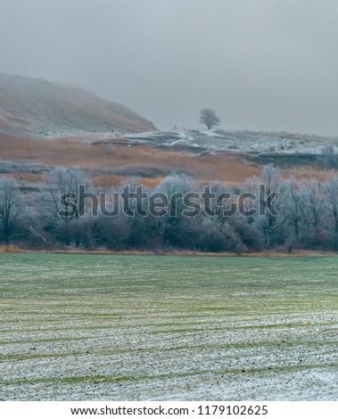 Picturesque fields in winter. First snow. Green sprouts. Agricultural grounds.