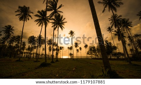 tropical palm tree with sun light on sunset sky and cloud abstract background.