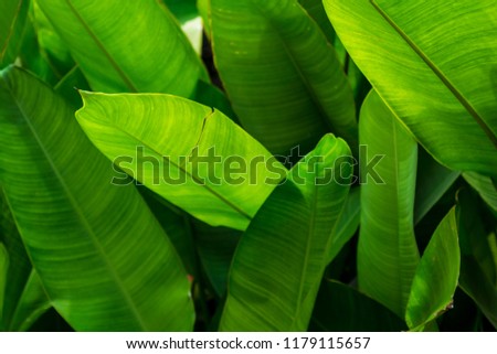 Tropical leaf texture. / Nature green background. / Exotic foliage nature background Royalty-Free Stock Photo #1179115657