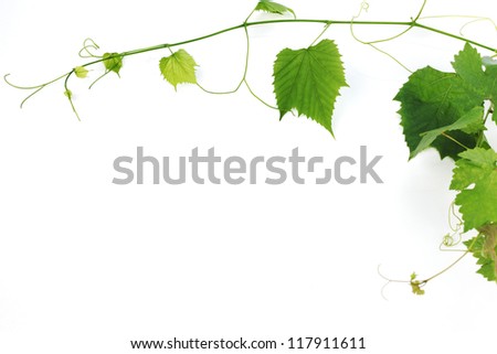 green wine leaves Royalty-Free Stock Photo #117911611