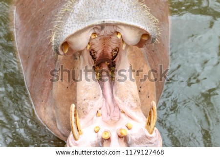 Huge hippopotamus standing in water and open mouth