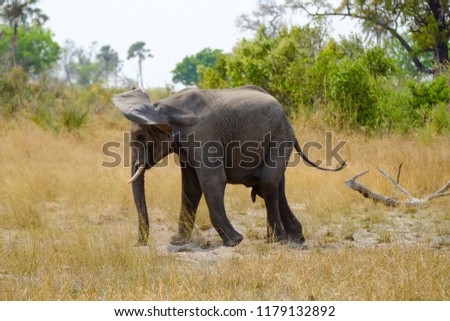 A feisty young bull African elephant shakes its head and moves off into the bush after a mock charge, seen while on safari in the Okavango Delta in Botswana