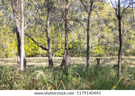 grey kangaroo in Queensland, Australia