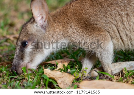 wallaby in Queensland, Australia