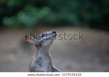 wallaby in Queensland, Australia