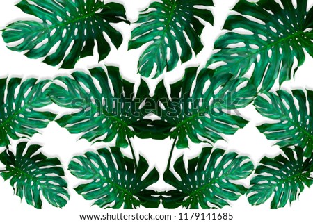 green monstera leaves pattern for nature concept,tropical leaf isolated on white background