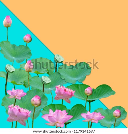 Beautiful violet pink water lily pattern for nature concept,Lotus flower and green leaves in pond isolated on orange blue background with copy space 