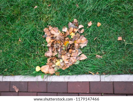 yellow leaves, autumn,