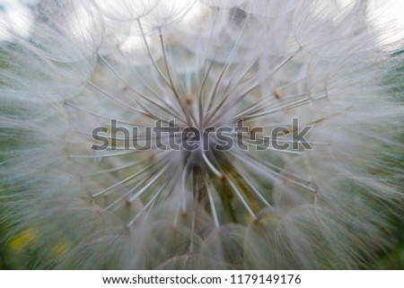 Dandelions or Taraxacum