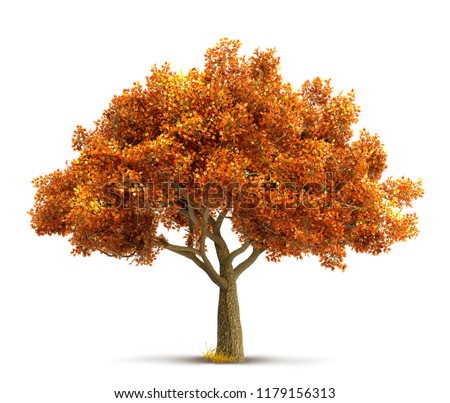 autumn maple tree isolated Royalty-Free Stock Photo #1179156313