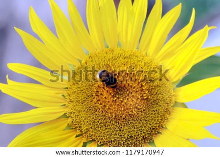 A close-up of a furry bumblebee collecting nectar in the core of a sunflower.