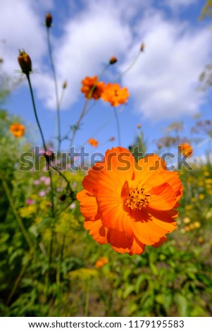 Orange flower close-up against a blue sky.