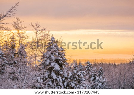 Winter Sunrise over Snowy Pine Trees Leman Lake