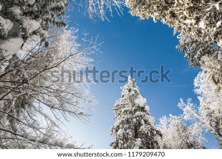 Snowed in Pine Trees Forest on a Sunny Winter Day